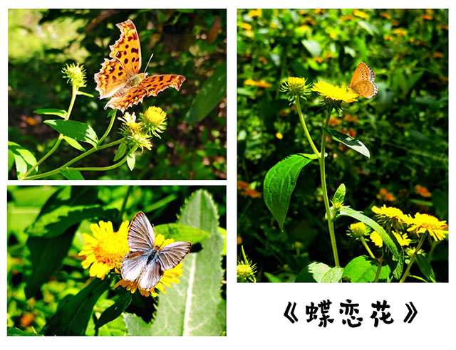 馬倩  《蝶戀花》.jpg