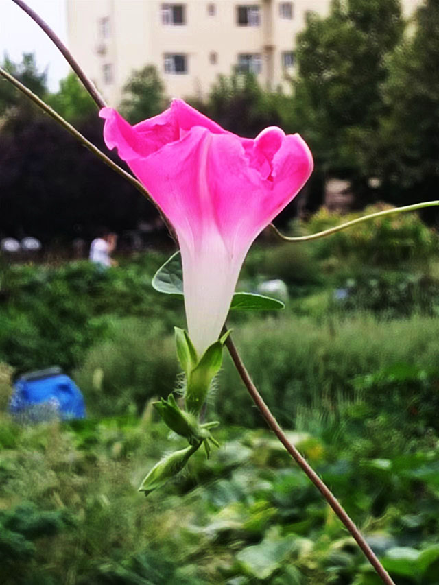 吳曉霞 《牽牛花語》.jpg