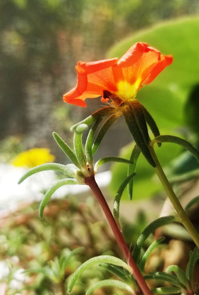 王江艷 《太陽花》.jpg
