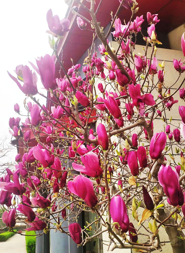 李躍武 《花紅似錦》.jpg